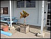 NMLC fish topiary