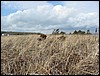 Scraggy Neck Causeway<br> view