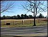 County Rd. horse