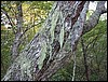 Four Ponds<br> bearded tree