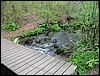 Four Ponds<br> Freeman's Pond Foot Bridge