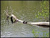 Four Ponds<br> Residents