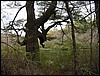 Four Ponds<br> Upper Pond