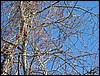 Sagamore Hill<br>berry good tree