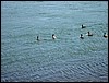 Canal geese